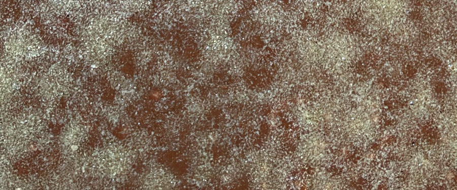 Cocoa Ash, SPG-11, Sponging finish